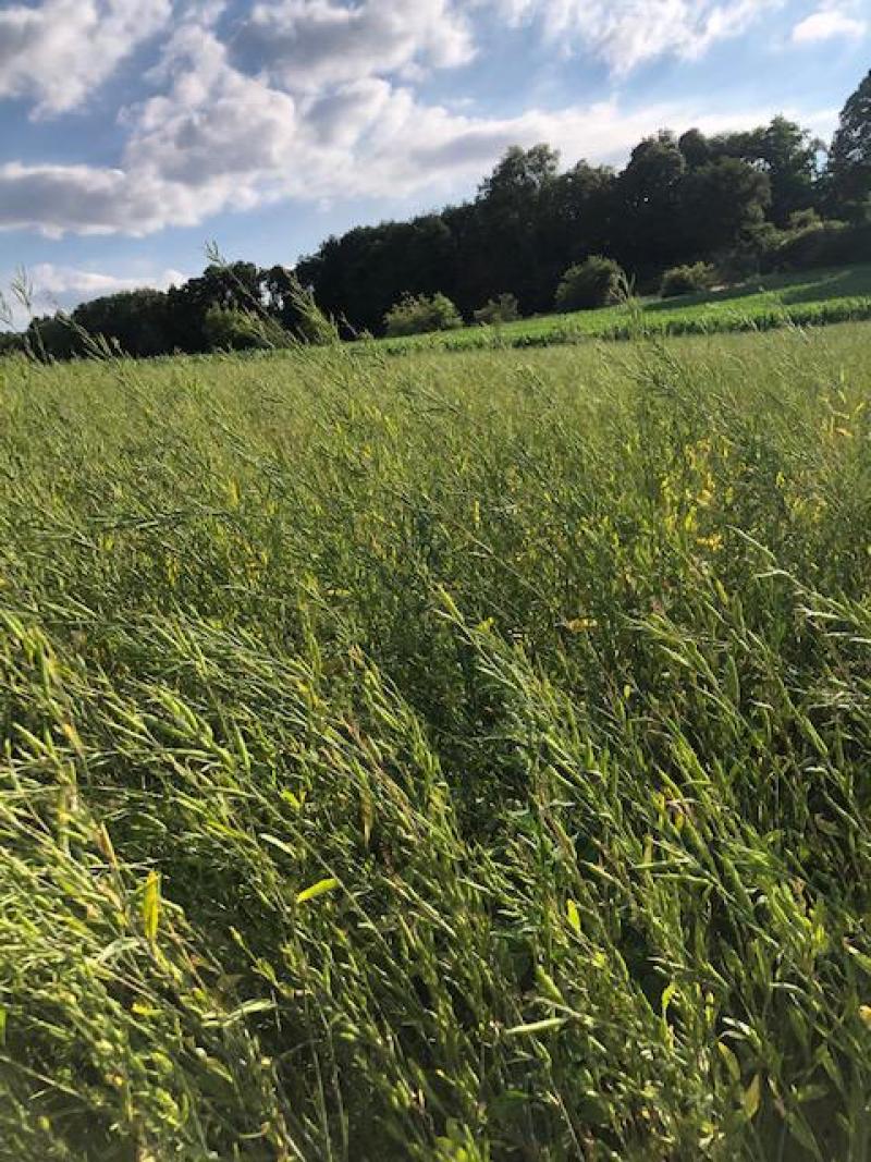 De bruine mosterd bij Gilles Ledure is nog voornamelijk groen.