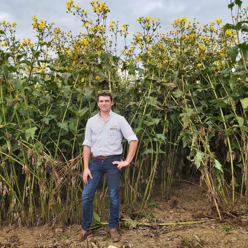 Zonnekroon kan tot 4 m hoog worden. De plant heeft gele bloemen, de bloei duurt van half juli tot eind september.