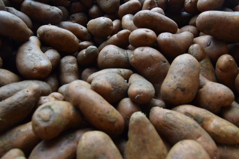 Plate de Florenville BGA is een vastkokende aardappel van het aardappelras Rosa.