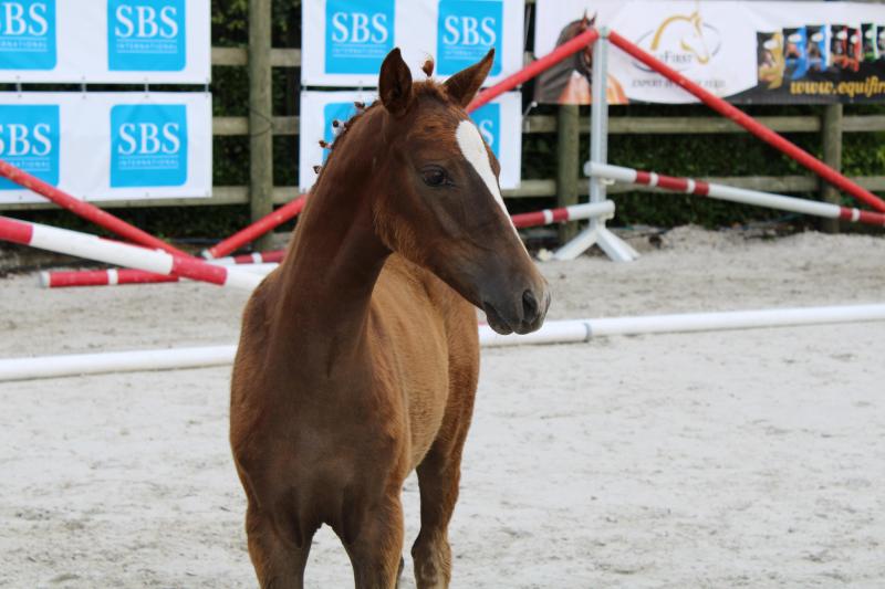De veulens sluiten de Summer Breeding Show af. Traditioneel een topdag, dit jaar nog versterkt door de allereerste Veulenbeurs.