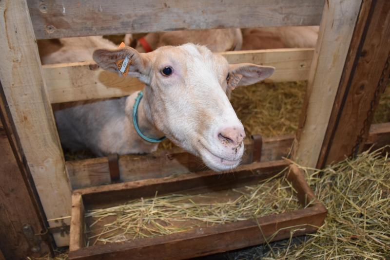 Na haar studie landbouwkunde in Huy werkte Anne Delbeke sinds 2004 samen met haar vader, tot ze de familieboerderij helemaal overnam in 2013.