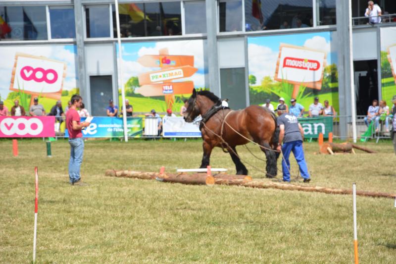 De demonstraties en prijskampen met paarden zijn gespreid over de beursdagen en gebeuren in verschillende wedstrijdringen.