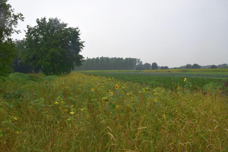 Aan één van de percelen werd een vogelvoedselgewas ingezaaid en dat ligt er nog mooi bloeiend bij.