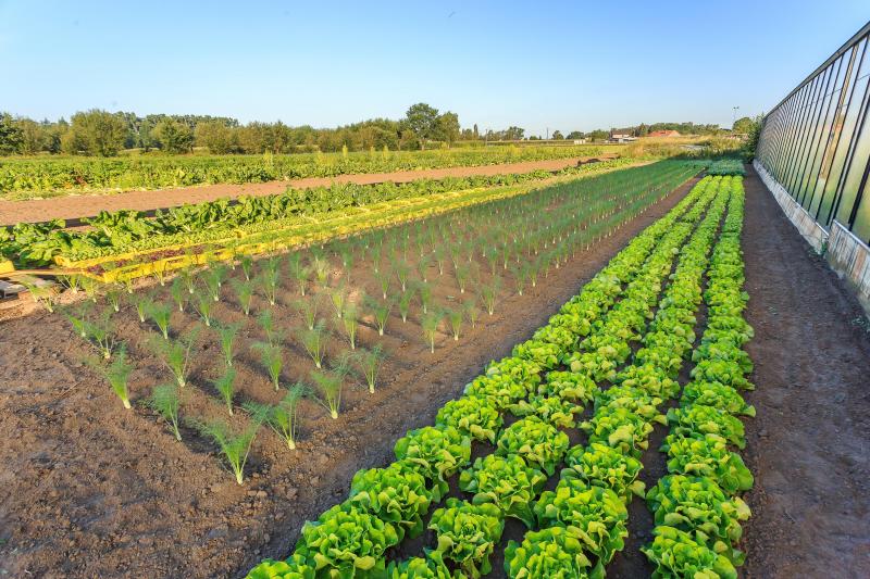 Dé troef van de Bio-Hoeve is het aantal teelten. Een groot gamma aan groenten is interessant voor de klanten, is Marc’s redenering.