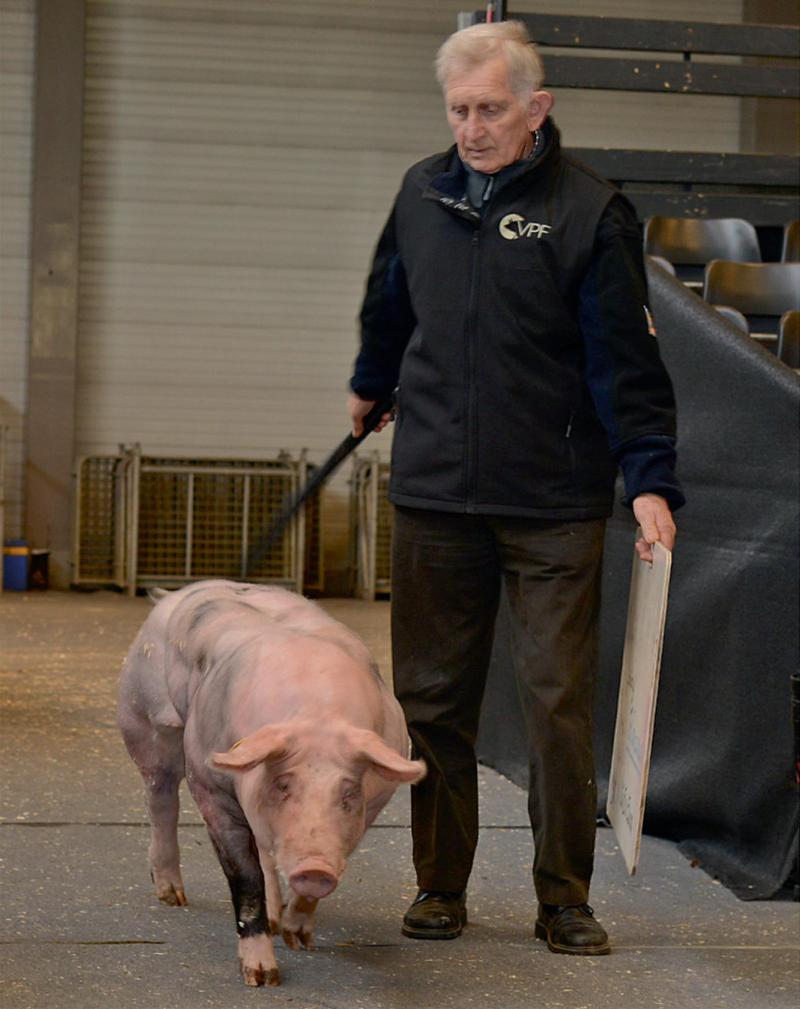 Edward Van Esch (84) op de varkensprijskamp Agriflanders 2017 in Gent.