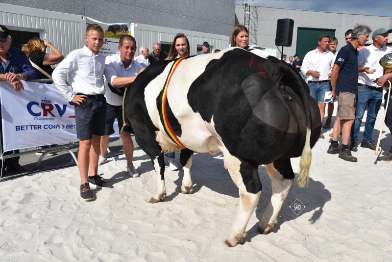 Ecume de Spy (Vuiton X Impérial), kampioenschap vaarzen, gekalfde vaarzen en koeien van 20 tot 44 maanden, eig. Van Bellegem Daniel, Damien & Charles, Spy.