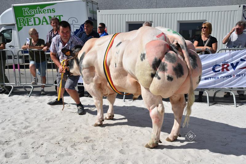 Richard Gere vd Kerkenhofstede (Usinger X Wilmots), kampioenschap stieren van 18 tot 30 maanden, eig. Gillis Paul, Watervliet.