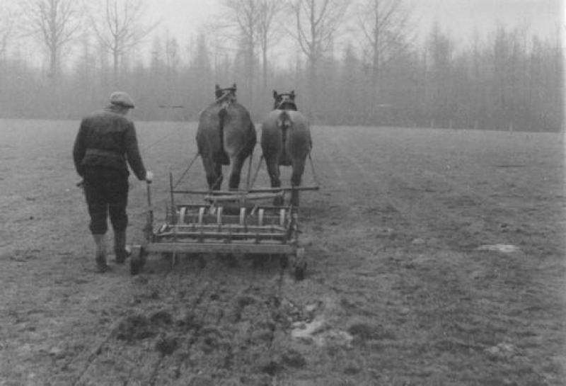 Hier deed men een veldtest met schroebermachine en koppelpaarden van RV  Plantenveredeling.