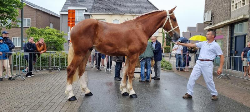 Amber van de IJzerberg (vader Circle Y Ricky’s Max) is gefokt door en eigendom van Romer Til en was de beste bij de tweejarige hengsten.