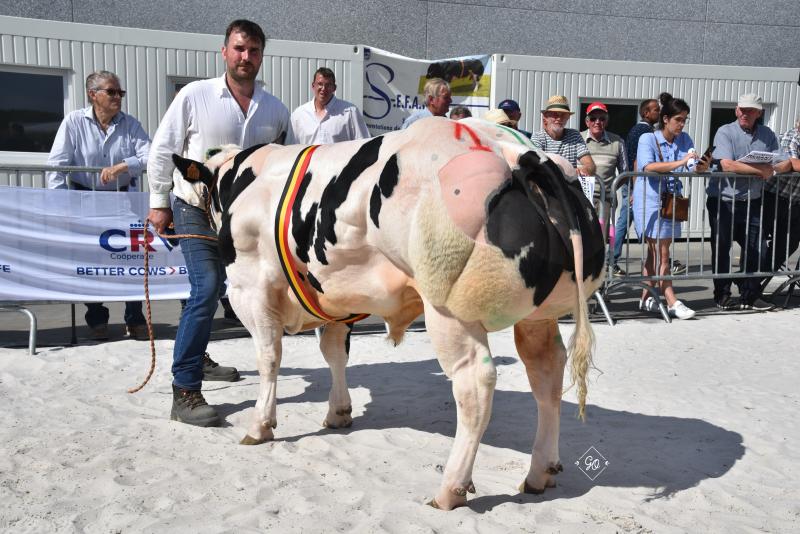 Referendum vd Kerkenhofstede (Darko X Bonheur), kampioenschap stieren van 12 tot 18 maanden, eig. Gillis Paul, Watervliet.