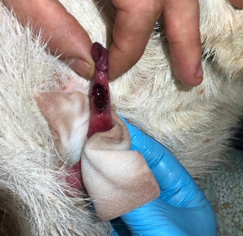 A wound created on the tip of Buck's penis.  Due to the pressure of the stone, the tissue in that spot dies, resulting in a wound.
