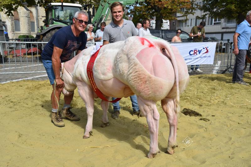 Miracolina vd Breehoeve (Vegas X Donquichotte), kampioenschap vaarzen van 8 tot 20 maanden, van Gert De Coninck uit Wolvertem.