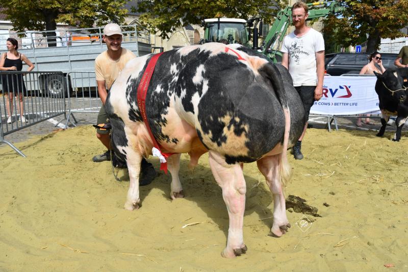 Rolando vd Wolvendreef (Rejoui X Langoureux), kampioenschap stieren van 18 tot 30 maanden, van Theunis Lv uit Glabbeek.