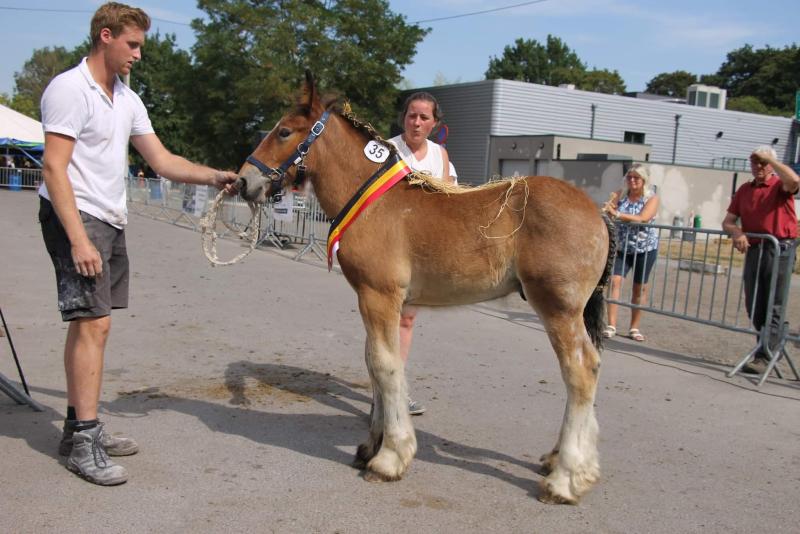 Simba van de Molenput (eig. Familie  De Brabander uit Evergem),  beste hengstveulen.