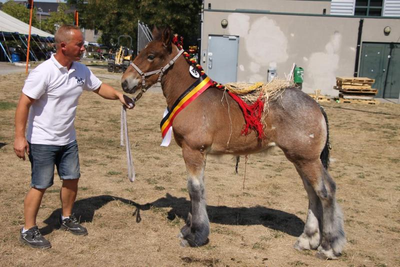 Hermelien van de Spoorweg (eig. Didier en Hendrik Van Horebeke uit Oost-Eeklo), beste merrieveulen