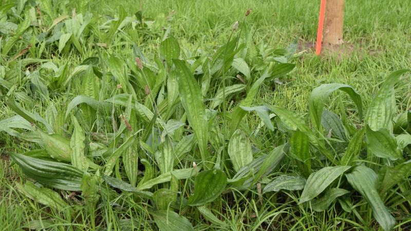 De veredeling van smalle weegbree biedt meerdere troeven voor de landbouw.
