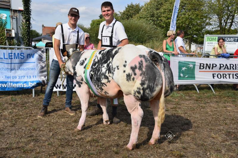 Dianthus van het Kerkemshof (Courtois X Wilmots), kampioenschap vaarzen van 6 tot 12 maanden, van Guy Gilleman uit Maarke-Kerkem.
