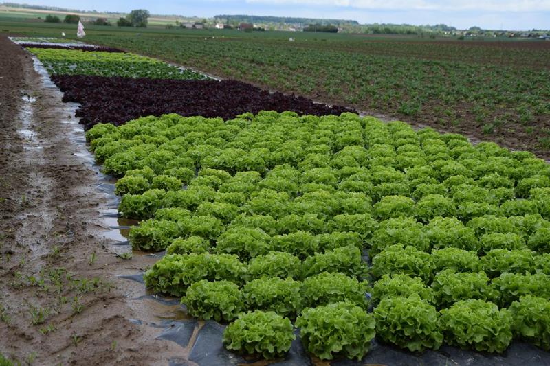 De sla, bloemkool, broccoli, venkel en spinazie worden biologisch geteeld.