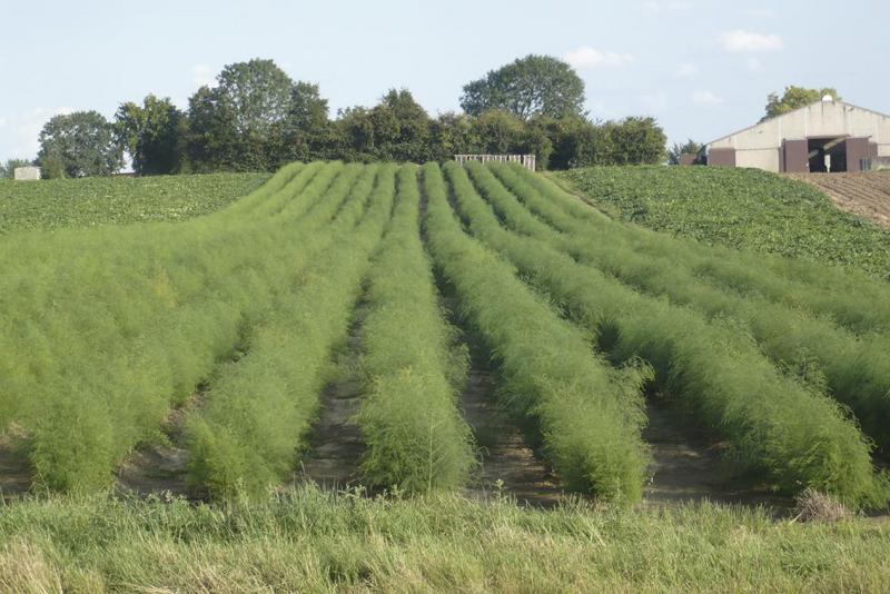 Na het oogstseizoen groeien de asperges op natuurlijke wijze voort, waarna ze in het najaar bovengronds afsterven.