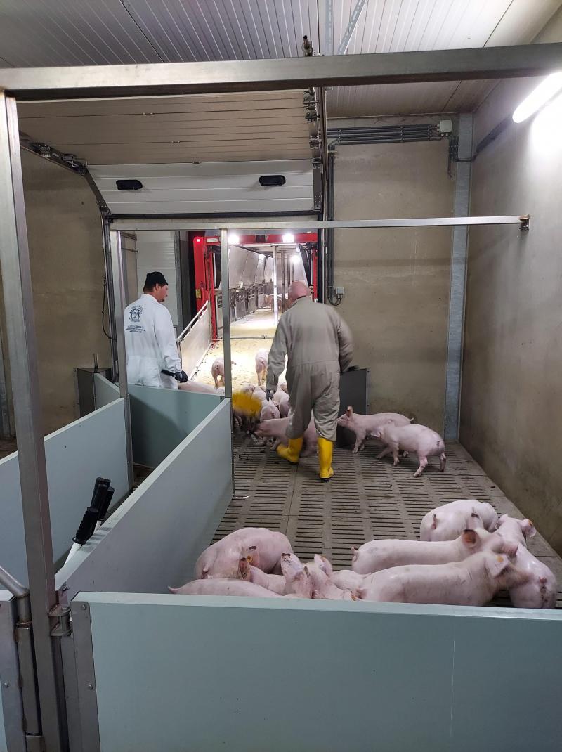 De handige laadkaai voor het verladen van de biggen.