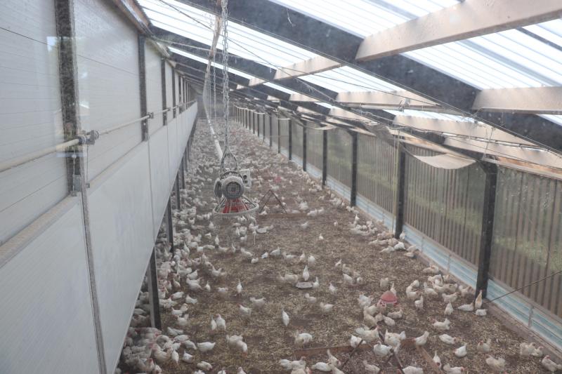 Exact door het midden van de stal loopt een muur, met onderin grote luiken die overdag naar omhoog kunnen en ‘s nachts naar beneden.