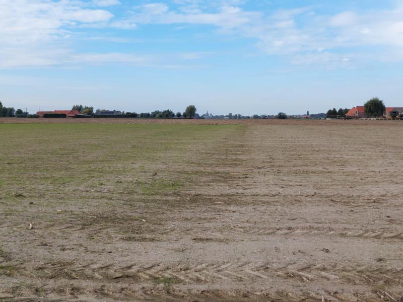Links voorteelt wintertarwe, rechts maïs. In maïs is de  groenbemester afgeremd door de voorjaarsherbiciden.