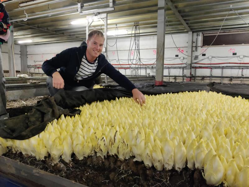 Grondwitloof is de hoofdspecialisatie van het bedrijf.