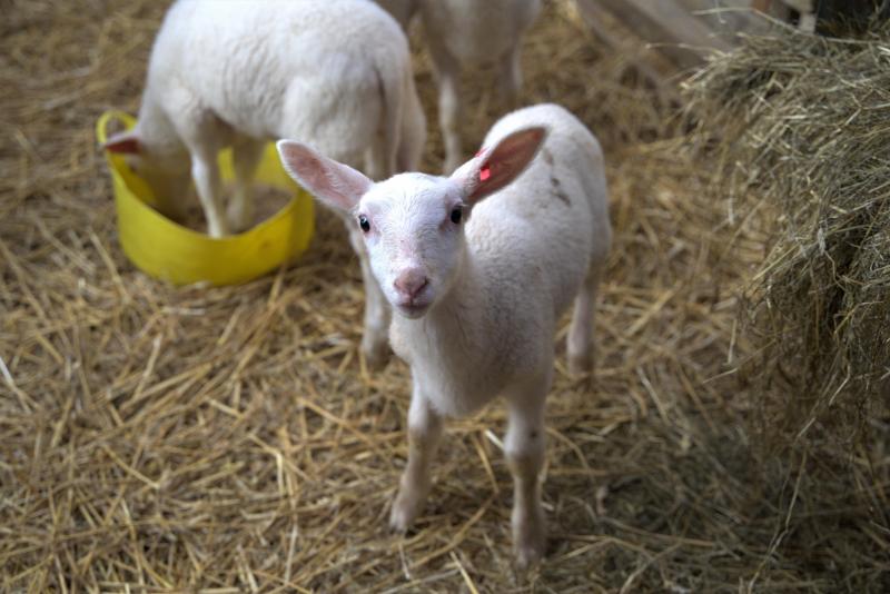 Alle melk van de schapen wordt op de boerderij zelf verwerkt.