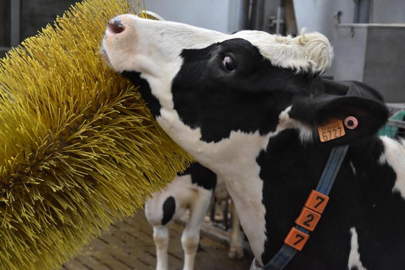 Bedrijven met vrijloopstallen scoorden beduidend beter inzake dierenwelzijn dan bedrijven met bindstallen.