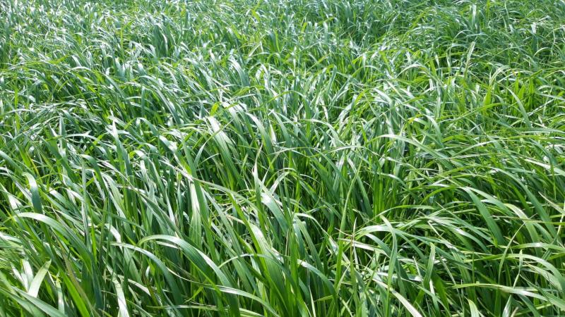 Gras gaat beter niet te lang de winter in.