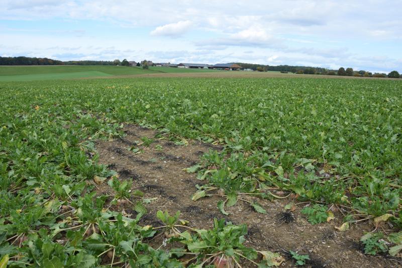 De suikerbiet(enteler) heeft het niet makkelijk gehad de laatste jaren: rendabiliteit, droogte, opkomende ziekten.