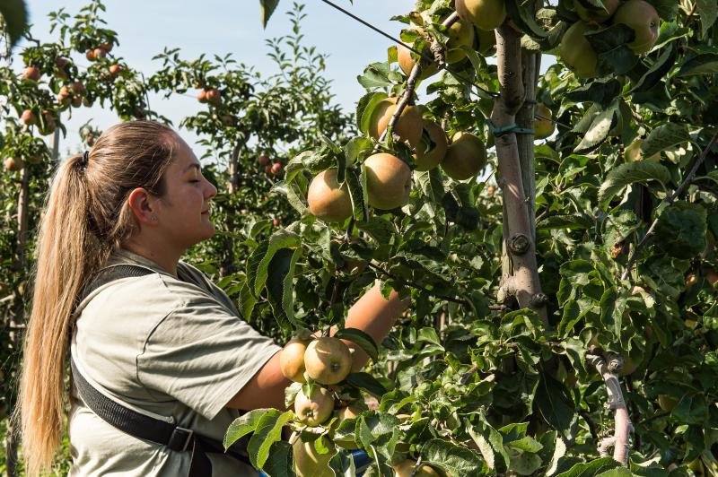 De werkgever dient voor de werknemer een gelegenheidsformulier (de vroegere ‘plukkaart’) aan te vragen.