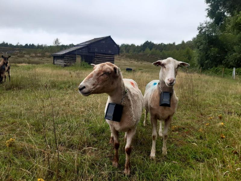 De halsbanden werken op zonnepaneeltjes. Daardoor moet je de batterij pas  om de 4-tot 6 weken vervangen.