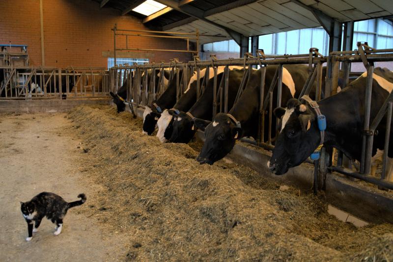 Net als vele boeren, vindt ook Tom het moeilijk om het werk op de boerderij over te laten aan anderen.