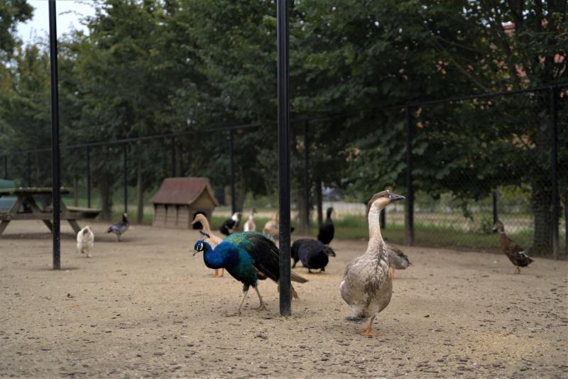Op het melkveebedrijf staat een ... m grote volière voor verschillende soorten vogels.  De vogels zijn tam en eten uit de handen van kindjes.