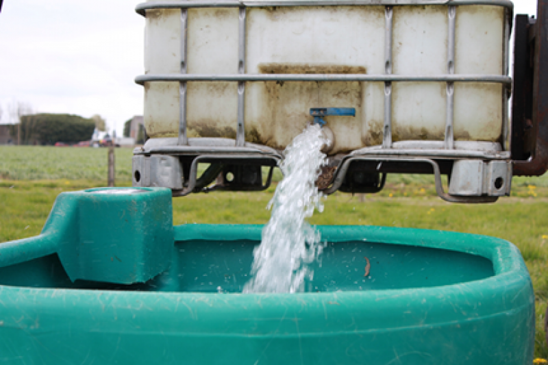 Ook voor vleesvee is waterkwaliteit belangrijk.