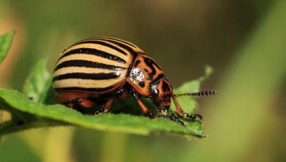De laatste jaren zijn er meer en meer coloradokevers waargenomen.