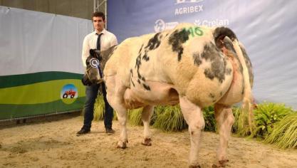 Ecume du Fond de Bois (Attribut x Crack), eerste prijs koeien geboren tussen 1 oktober 2013 en 6 april 2014. Eig. Monfort JP., Les Avins