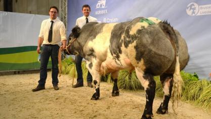 Fracas de la Bocheroule (Hazard x Imperial), eerste prijs stieren geboren tussen 1 april 2015 en 31 oktober 2015. Eig. Wylock J., Jeneffe