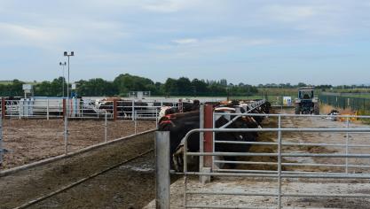 Ierland: vleesvee en schapen, melkvee zonder stal