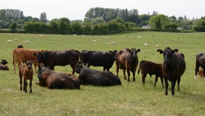 Op Tullamore Farm grazen koeien en schapen naast elkaar.