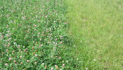Gras (rechts) kampt makkelijker met een zomerdip, terwijl gras-klaver (links) doorgroeit.