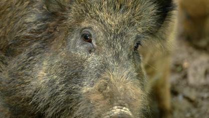 Het opduiken van het virus in Duitsland werkt door tot in ons land.
