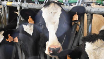Investeren in duurzaamheid is moeilijk als je bekijkt welke melkprijs we ontvangen, zegt de landbouwer.