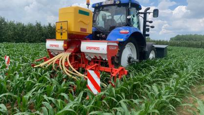 Een gelijktijdige zaai en onderzaai van groenbedekkers kan je doen omdat er geen invloed is van de rassenkeuze van maïs.