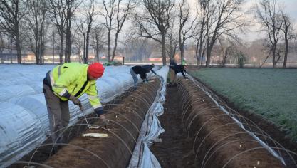 Er komen 8 seizoenswerkers uit Polen om te helpen op het veld. In de top van het seizoen zijn er dat 10.