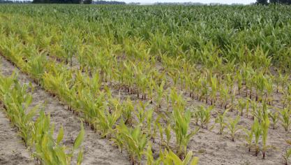 Maïs met zuurstofgebrek in de wortelzone door verdichting van de grond