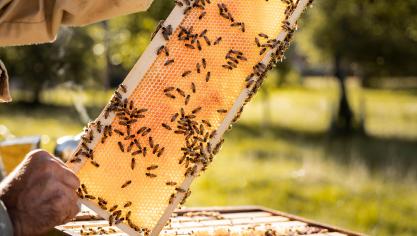 In de bijenteelt is niets ingewikkeld, maar het zijn de kleine details na elkaar, zoals genetica, milieu, handelingen, die het verschil maken.