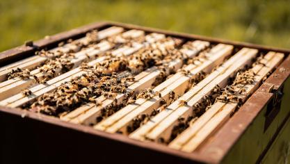 Een kolonie kan tot 50.000 bijen bevatten.