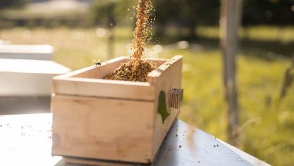 De bijenkasten die voor stuifmeel worden geoogst, worden dagelijks bezocht om de kwaliteit van het stuifmeel te garanderen. Er wordt 's morgens vroeg of 's avonds geoogst, omdat de bijenkast dan niet open is en er geen gevaar is voor temperatuurschommelingen.